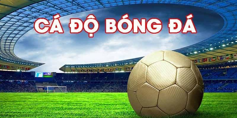 Trang cá độ bóng đá uy tín nhất
