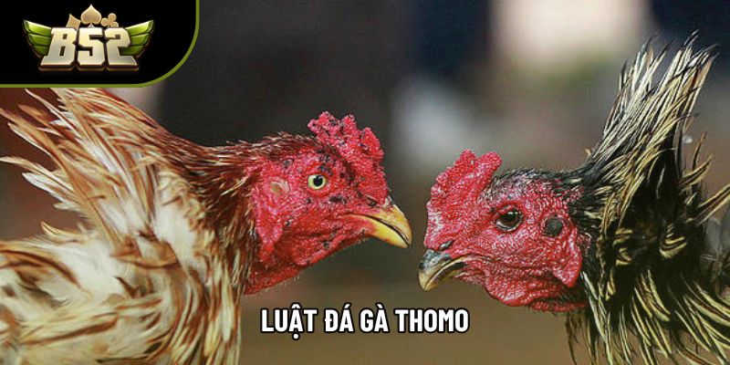 Luật Đá Gà Thomo Và Hướng Dẫn Áp Dụng Đơn Giản 2025